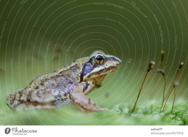 Froschperspektive | wörtlich genommen Natur Moos grün Makroaufnahme Froschauge Tier Textfreiraum oben Amphibie 1 Farbfoto Schwache Tiefenschärfe beobachten