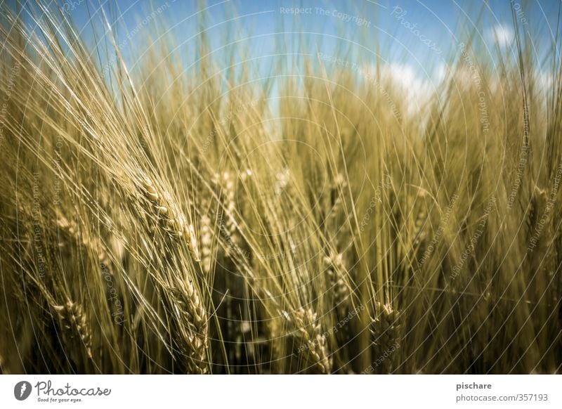 Korn Getreide Bioprodukte Diät Nutzpflanze Feld gelb Gesundheit Farbfoto Außenaufnahme Nahaufnahme Detailaufnahme Schwache Tiefenschärfe