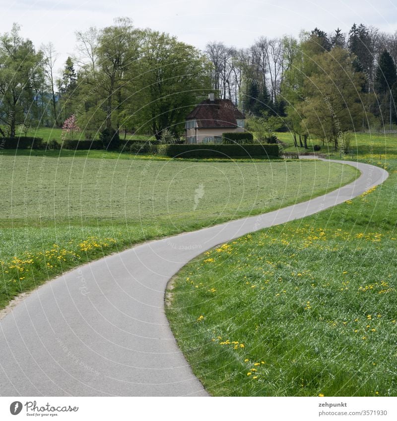 Ein schmaler Asphaltweg kurvt sich durch Frühlingswiesen ins Bild zu einem Haus zwischen Bäumen Straße Kurven Alpenpanoramaweg grün Baumgruppe Blütenwiese