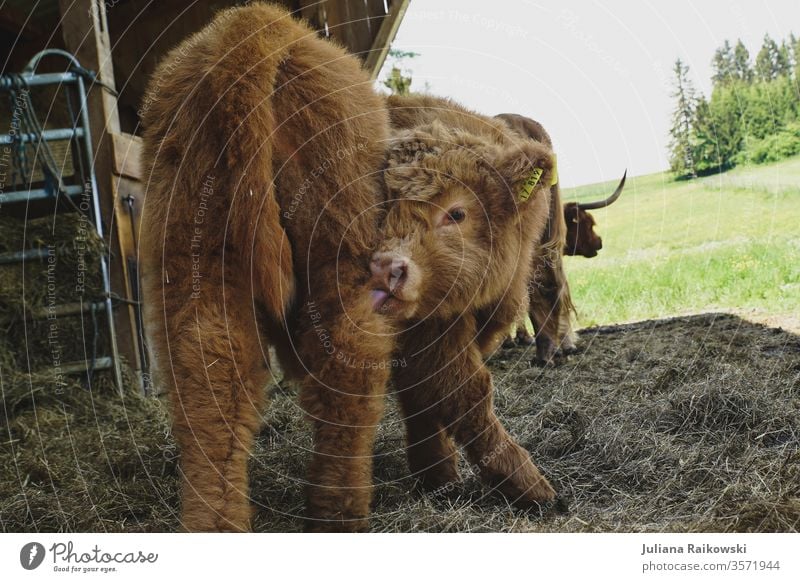 süßes Hochlandrind Kalb Kuh Tier Außenaufnahme Nutztier Schottisches Hochlandrind braun Tag Rind Horn Fell Tierporträt Weide Schottland Gras Natur