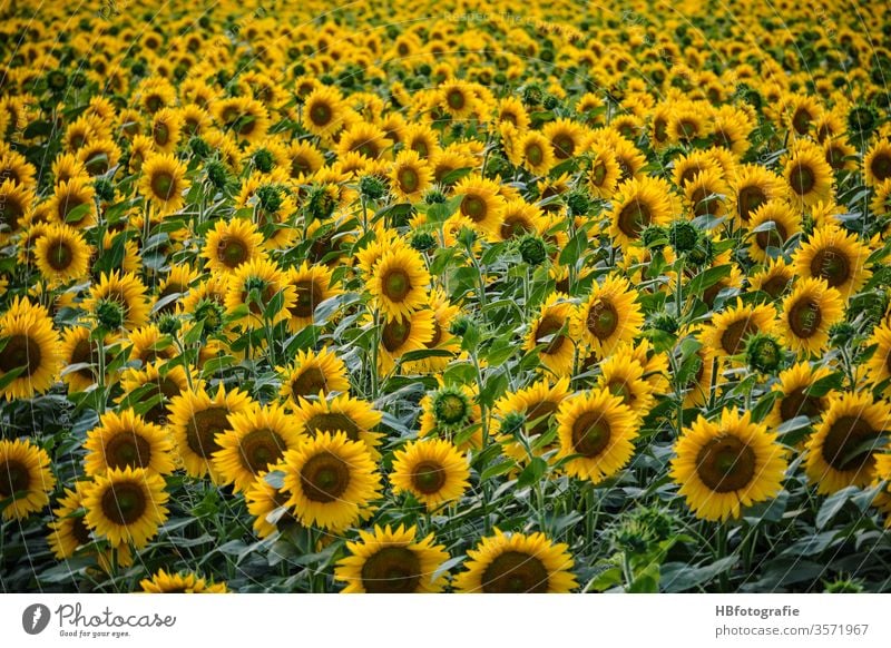 Sonnenblumenfeld sonnenblumenblüte Sommer Sonnenkraft Blüte gelb Pflanze Nutzpflanze Blühend Feld Landschaft Farbfoto Menschenleer Sonnenlicht Außenaufnahme