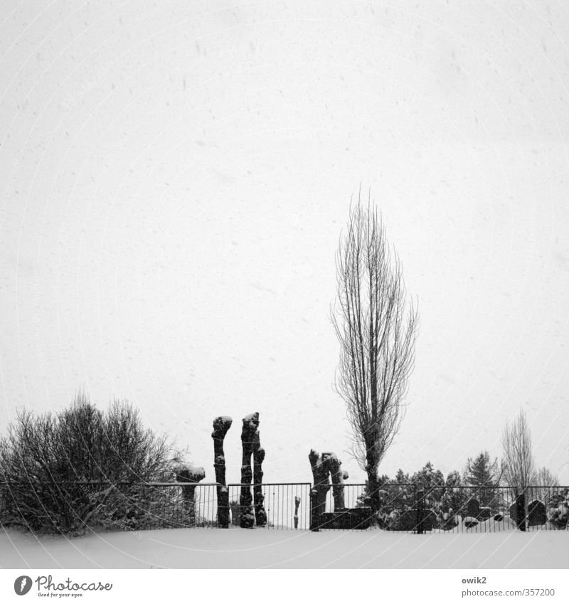 Jüdischer Friedhof Himmel Klima Wetter Eis Frost Schnee Schneefall Pflanze Baum Sträucher Pappeln Baumstamm Zaun Grabmal alt hell historisch trösten Hoffnung