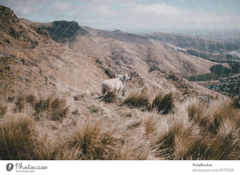 #As# Ausblick mit Schaf ausblick Neuseeland Neuseeland Landschaft Christchurch Berge u. Gebirge Gipfel Schafherde Schafswolle weite Abenteuer draußen Wanderung