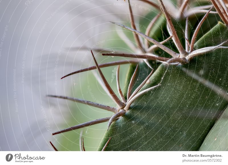 Teil eines Melokaktus - Türkenkappenkaktus - mit Stacheln Türkenkappen-Kaktus Dornen Spinnennetz Pflanze Sukkulente verschwommen gefährdet