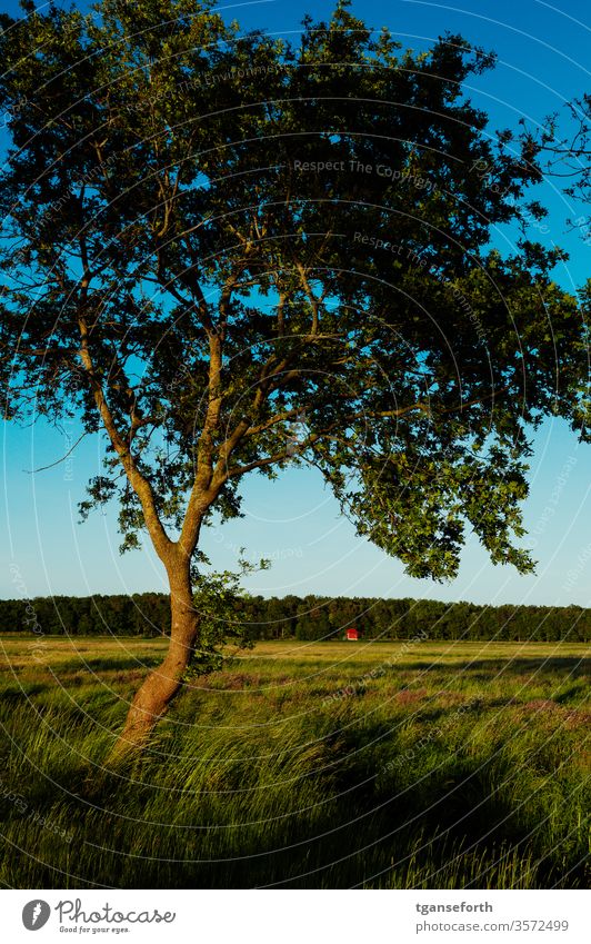 Abendstimmung im Emsland Eiche Baum Pflanze Farbfoto Menschenleer grün Abendsonne goldene stunde Außenaufnahme Landschaft Wiese Sonnenuntergang goldene Stunde