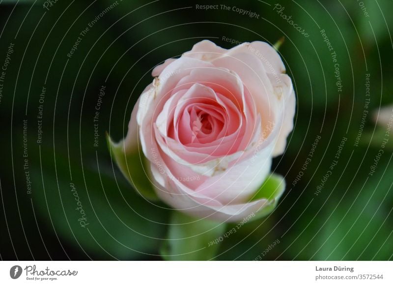 Rosenblüte von oben Blüte Blume rosa Duft schön Romantik Liebe Natur Blühend Frühling Sommer ästhetisch natürlich Gedenken Grüße loslassen Ästhetik Farbkontrast