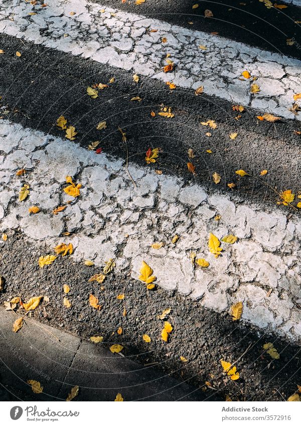 Trockene gelbe Blätter auf Asphaltüberweg auf sonniger Straße Zebrastreifen Herbst Blatt Boden fallen Hintergrund abstrakt Tag Saison Weg farbenfroh Natur hell
