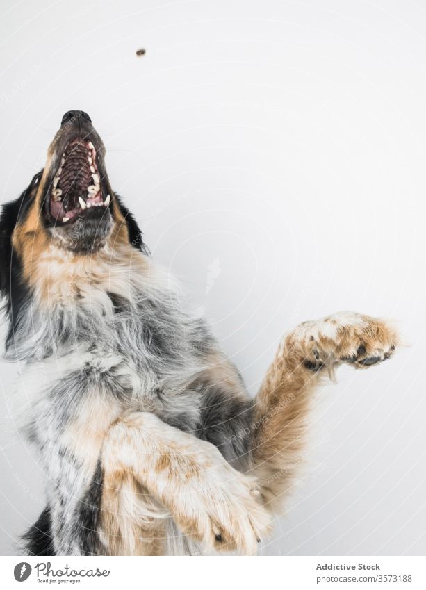 Pelziger Hund fängt Snack im Studio fangen Lebensmittel züchten bordernese mischen Haustier Tier Fell Fleck Fussel Eckzahn Border Collie Berner Berg heimisch