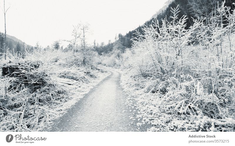 Gefrorene junge Bäume und Büsche entlang einer leeren Schotterstraße im Winterhochland Straße Frost Buchse Hochland Schnee Strauch Tal Berghang Berge u. Gebirge