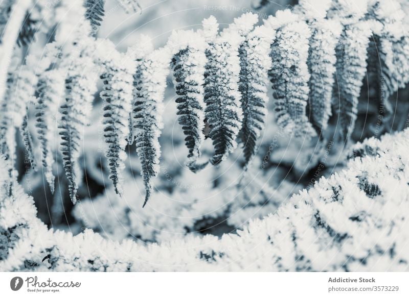 Gefrorenes Gras und Büsche am Wintertag Blatt Frost Buchse Schnee Raureif Waldwiese Reim Pflanze Stengel gefroren verschneite Feld geblümt winterlich Laubwerk