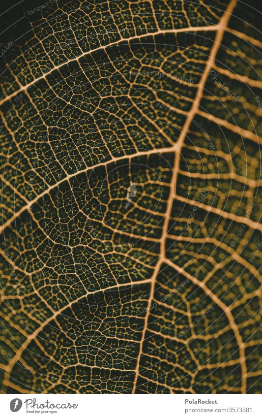 #As# Blattader Natur grün Garten Feigenbaum Feigenblatt Pflanze Farbfoto Menschenleer Detailaufnahme Umwelt natürlich Schwache Tiefenschärfe
