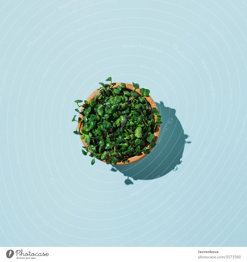 Holzschale mit frischem Bio-Rettich in Mikrogrün auf Blau Salatbeilage Biografie flache Verlegung Mikro-Grün Öko Diät Lebensmittel Vegetarier Suppengrün