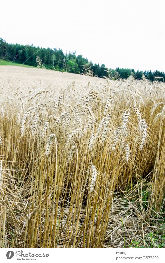 Getreidefeld Korn Kornfeld erntereif Landwirtschaft Ähren Natur Feld Sommer Pflanze Wachstum Nutzpflanze