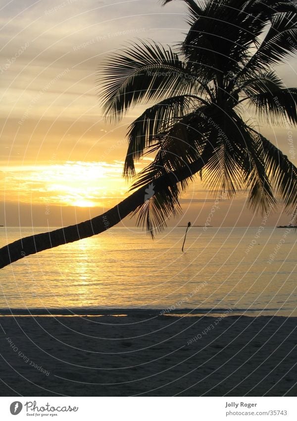 Sonnenuntergang2 Malediven Strand Palme Wasser