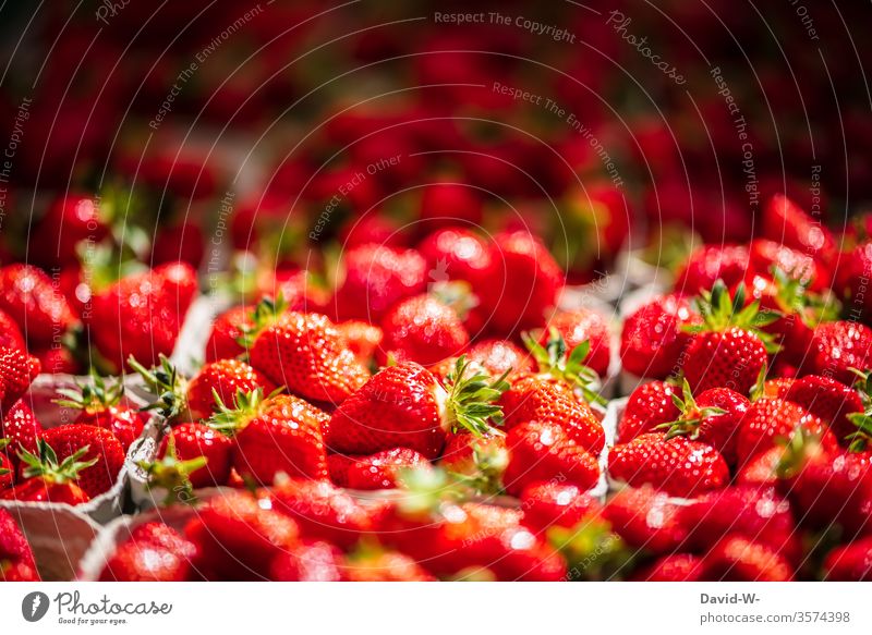 Wochenmarkt - frische Erdbeeren in Schälchen Marktplatz Gemüse Obst Marktstand nachhaltig gesund Bioprodukte Händler verbraucher Käufer Verkäufer kaufen