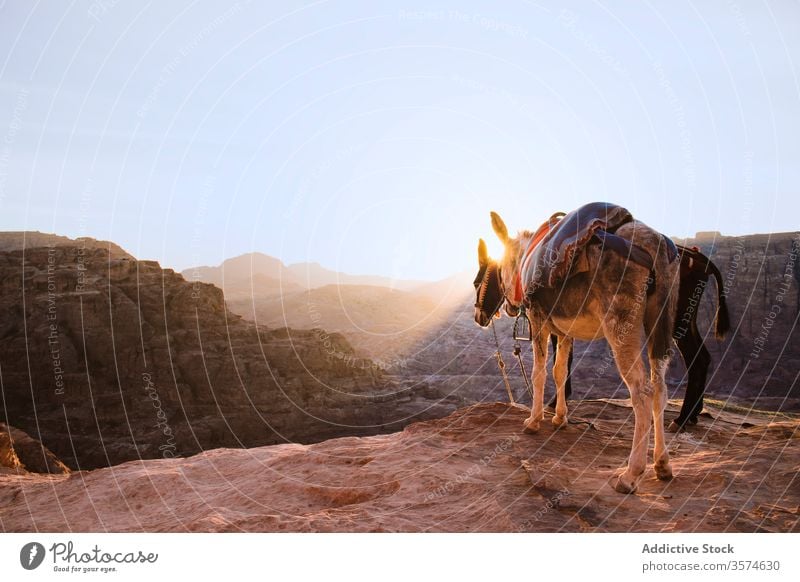 Esel mit traditionellen Decken warten in Gebirgslage auf Touristen Tourismus Sightseeing Saum Berge u. Gebirge felsig trocknen Gelände Tal Ausflug Petra