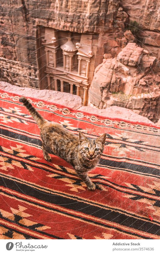 Niedlicher Schnitt unter einem in den Fels gehauenen antiken Tempel Katze Tradition national Ornament Teppich Berge u. Gebirge Sightseeing Spaziergang Petra