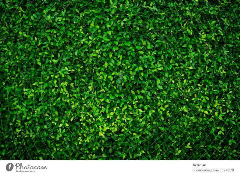 Kleine grüne Blätter texturierter Hintergrund mit schönem Muster. Saubere Umgebung. Zierpflanze im Garten. Öko-Mauer. Organischer natürlicher Hintergrund. Viele Blätter reduzieren Staub in der Luft. Tropischer Wald.