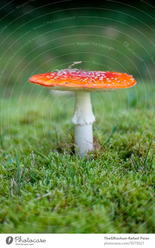 Fliegenpilz auf Moos Pilz giftig Natur rot Farbfoto Außenaufnahme Pflanze Wachstum Menschenleer Schwache Tiefenschärfe Nahaufnahme Gras
