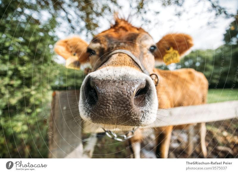 Nahaufnahme einer Kuh Tier Weide Säugetier Landwirtschaft grün Außenaufnahme Gras Bauernhof Detailaufnahme Blick in die Kamera Weitwinkel Nasenlöcher witzig