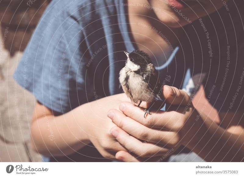 Der kleine Junge spielt tagsüber mit einem Küken. Art Kind Vogel Hand Pflege Tier niedlich Natur im Freien Leben Feder Beteiligung Finger Tierwelt Menschen wild