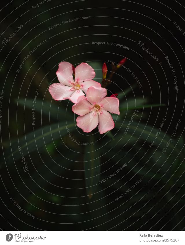 Nahaufnahme einer schönen Oleanderblüte Pflanze Blume Natur wild Berge u. Gebirge botanisch rosa dunkel Zoom