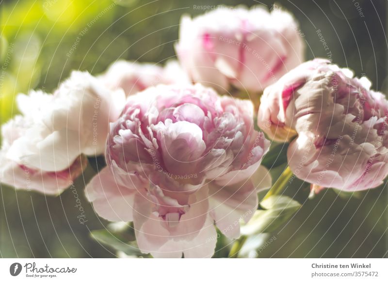 Rosa Pfingstrosen Blüten vor grün verschwommenem Hintergrund Blühend Pfingstrosenblüte rosa grüner Hintergrund Schwache Tiefenschärfe 4 romantisch Blume Natur