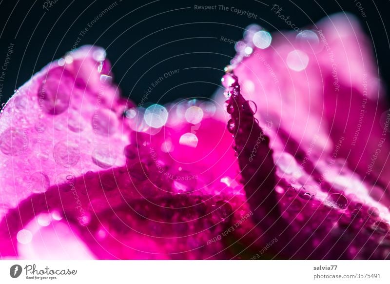 pink rose Natur Rose Wassertropfen Blüte Blume Pflanze rosa Makroaufnahme Gegenlicht glänzend nass Unschärfe Regen ästhetisch Reflexion & Spiegelung Farbfoto