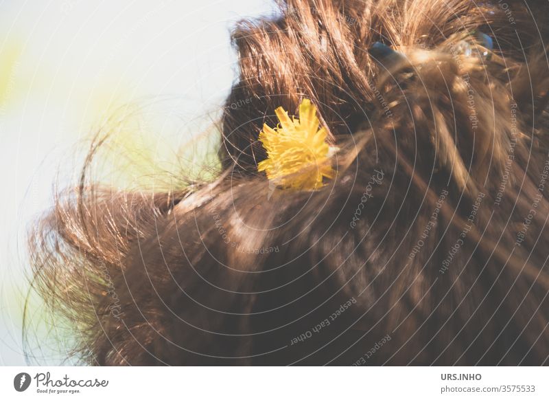 Teil eines Frauenkopfes von hinten mit Löwenzahnblüte in braunem Haar Frisur Detailaufnahme gelb Blüte Blume Tag Nahaufnahme Dutt