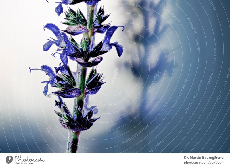 Blühender Salvia nemorosa, der Waldsalbei, Nahaufnahme Balkan-Kleriker Salbei ornamental Blume Blütezeit mehrjährig krautig Kraut Pflanze Mitteleuropa