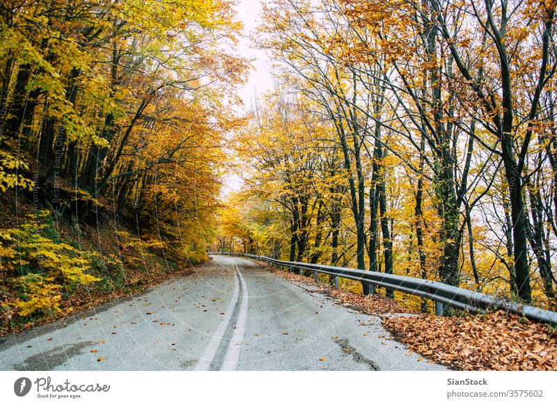 Straße im gelben Herbstwald, Naturlandschaft Wald fallen Baum Bäume Landschaft Blätter Hintergrund schön Park Laubwerk Saison grün orange Licht Sonne rot Farbe