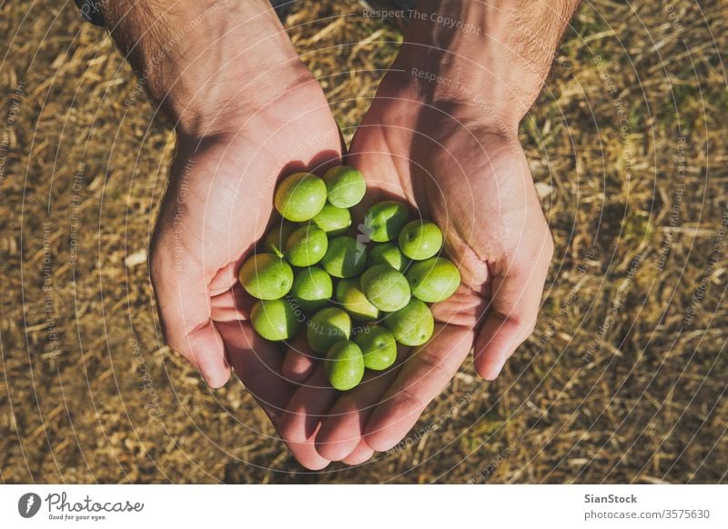 Nahaufnahme einer Männerhand mit Oliven oliv Hände Hand grün Erdöl jung Mann Junge Kommissionierung Baum Gesundheit Beteiligung Ackerbau Ernte mediterran