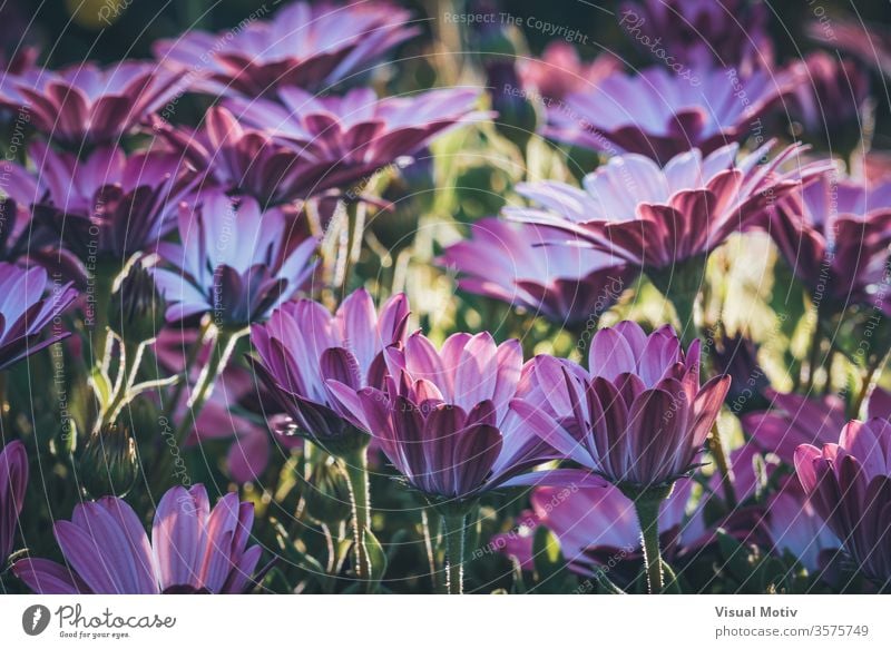 Blüten der Osteospermum 'Soprano Purple', allgemein bekannt als afrikanische Gänseblümchen oder Kap-Gänseblümchen Blumen Blütezeit botanisch Botanik Knospen