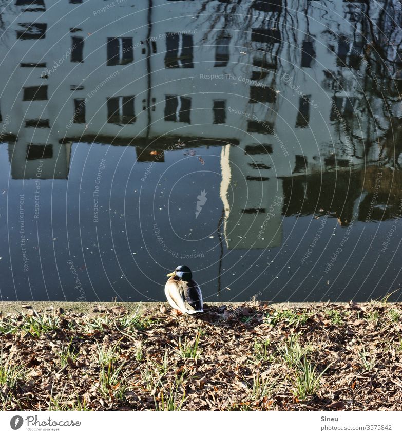 Wohnungsbesichtigung Ente Erpel Vogel Tier Wildtier Wasser Kanal Landwehrkanal Kreuzberg Neukölln Haus Mietshaus Häuserfront Fassade Tag Frühling Natur Stadt