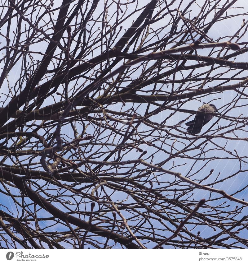 Einfach mal chillen. Frühling Himmel Überblick Froschperspektive frei Wildtier Tier Vogel Krähe Vogel im Baum kahler Baum Baumkrone Geäst Ast Zweig