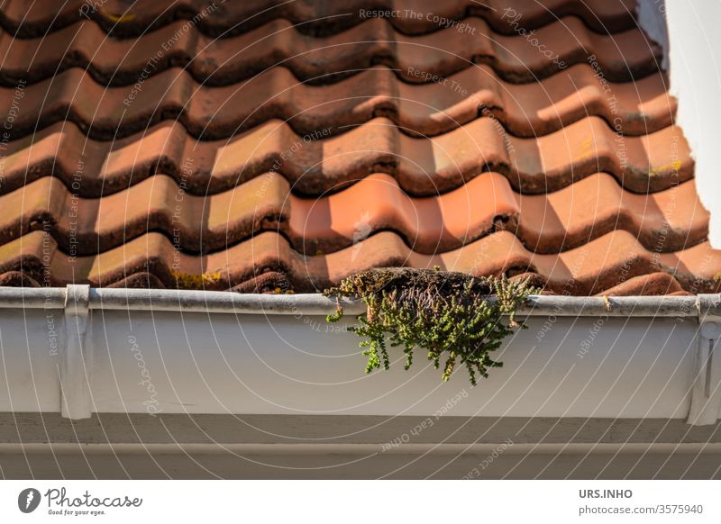 weiße Regenrinne an einem Ziegeldach mit Bewuchs Dach Pflanze Außenaufnahme Tag orange Detail