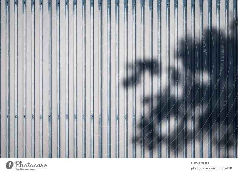 Schatten einer Baumkrone auf einer gewellten Blechfasade Licht & Schatten Linien Hintergrund Hintergrundbild Fassade wellig menschenleer Muster
