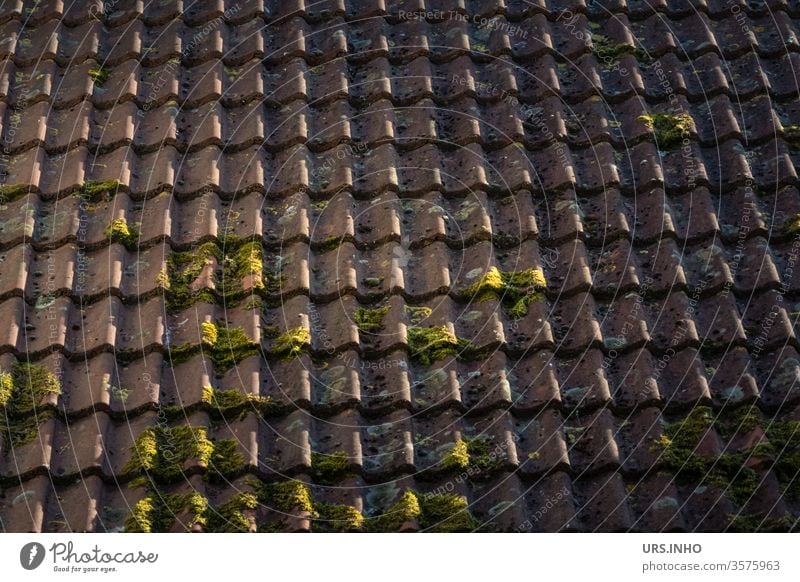 altes Ziegeldach mit moosigem Grünbelag Dach Schatten Dachziegel Außenaufnahme Tag Ton gebrannt bewachsen Moos menschenleer Hintergrund Nahaufnahme
