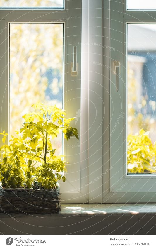 #A# Pflanze am Küchenfenster küchenfenster Tomatenpflanze grün drinnen Fensterbrett Fensterbank Topfpflanze Sommer Balkonien Fensterscheibe Frischluft lüften