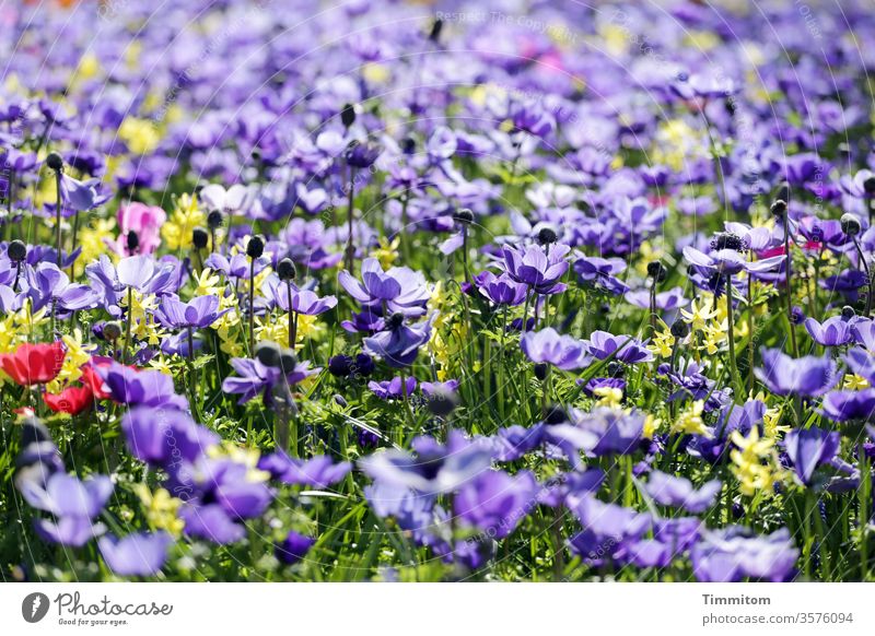 Viele Blumen und Blüten als Stimmungsaufheller Blütenpflanze Blütenblatt Gras blau violett rot gelb grün bunt gemischt Natur Farbfoto blühen