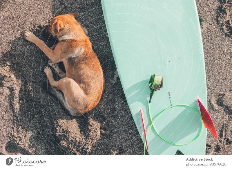 Hund schläft in der Nähe des Surfbretts am Strand Sand schlafen ruhen Haustier Sommer Aktivität Begleiter Ufer Küste Tier sich[Akk] entspannen Natur Eckzahn
