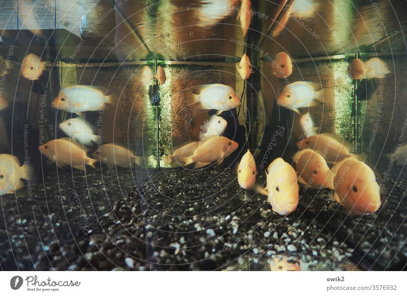 Feuchtfröhliche Gesellschaft Aquarium Fische trist langweilig schwimmen schauen blicken öde schweben viele Zierfische Wasser Glas Glaswand Spiegelung