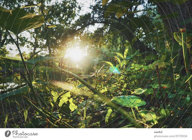 Unterholz Waldboden unten Pflanzen Natur Sonne Sonnenlicht Gegenlicht strahlend leuchten Sonnenuntergang Abend geheimnisvoll Blätter Zweige u. Äste