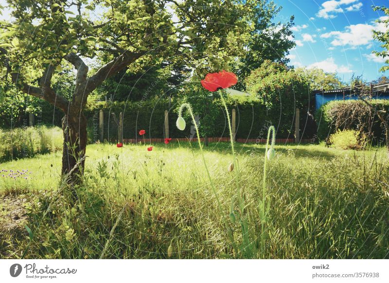 Mohnblüte rot leuchtende Farben knallrot Garten Baum Gras Gräser grün Himmel blau Wolken Zaun Grundstück Pflanze Blume Natur Außenaufnahme Blüte Wiese Sommer