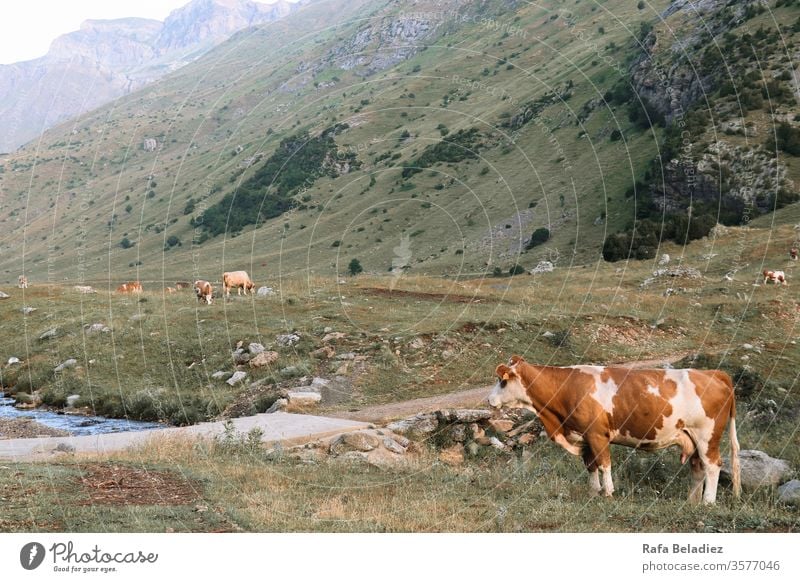 Schöne Kuh mit braunen Flecken im Profil in der Mitte eines Tals Natur Berge u. Gebirge Pyrenäen wild im Freien