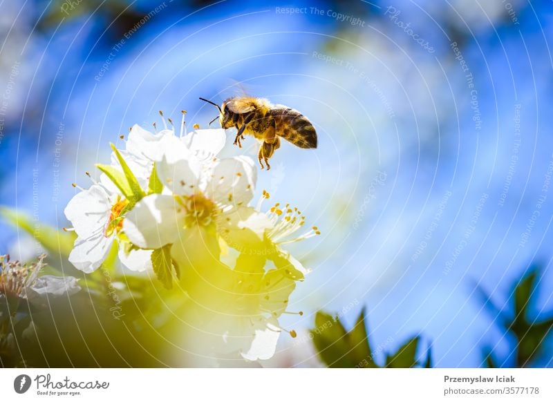 Nahaufnahme einer Honigbiene, die Nektar sammelt und Pollen auf den weißen Blüten eines weißen Kirschbaums verteilt. Biene Liebling Blume Natur gelb Insekt