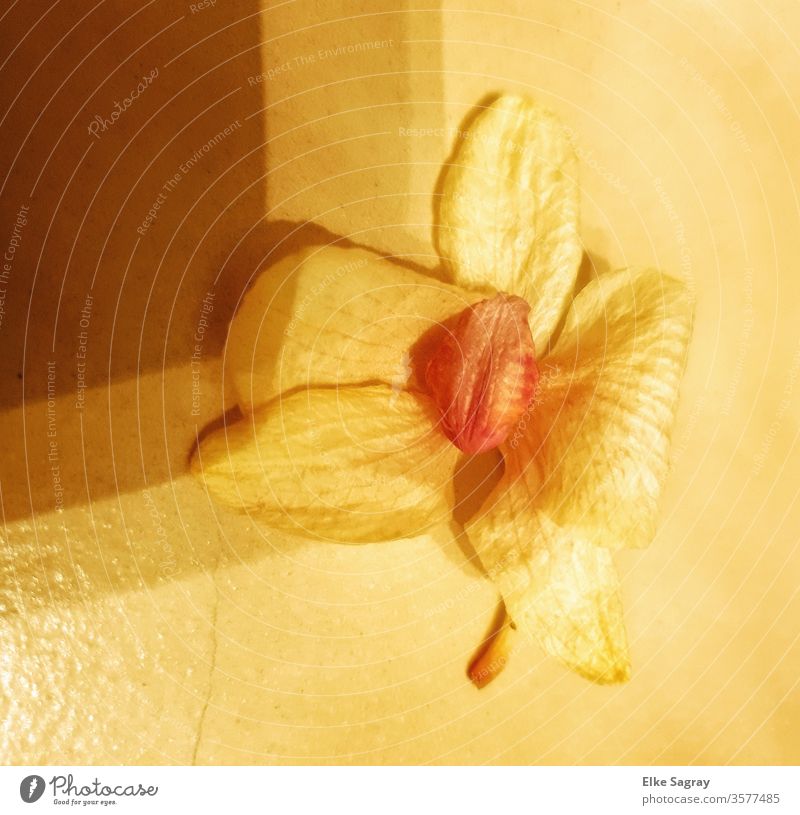 Blüte abstrakt Blume Nahaufnahme gelb Pflanze