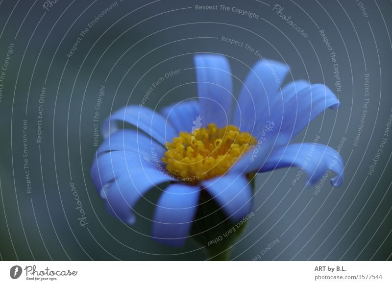 blaues Gänseblümchen blume blüte solistin solo allein australien australisches Gänseblümchen Frühling Natur Blühend Nahaufnahme Farbfoto Außenaufnahme makro