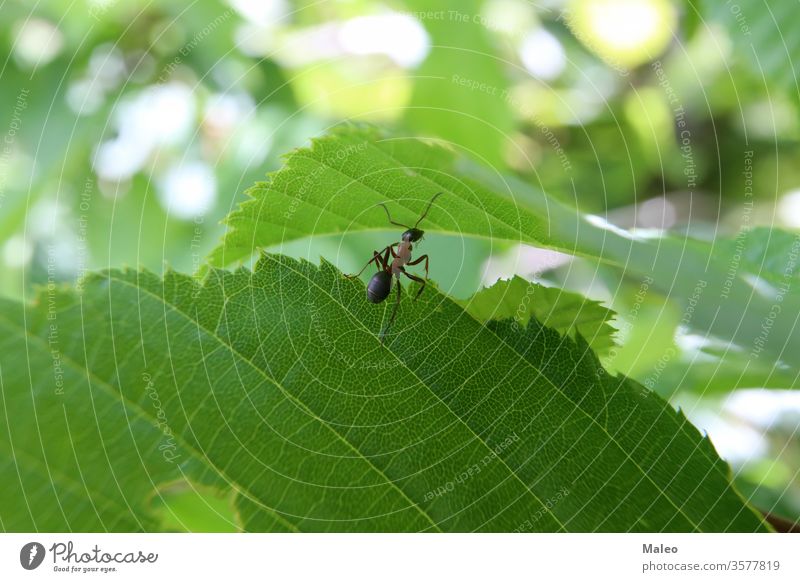 Schwarze Ameise läuft auf einem grünen Blatt schwarz Tier Ameisenhaufen ringsherum braun schließen Nahaufnahme Kolonie Wald Gras Menschengruppe Hügel Insekt