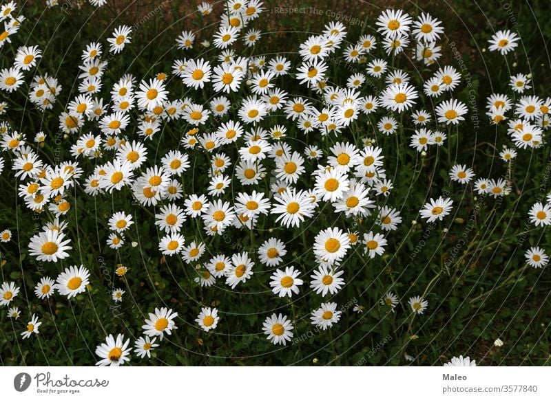 Eine Gruppe weißer Gänseblümchen auf der Wiese Hintergrund Schönheit Blüte Echte Kamille Nahaufnahme Farbe Bauernhof Landwirtschaft Feld Flora geblümt Blume